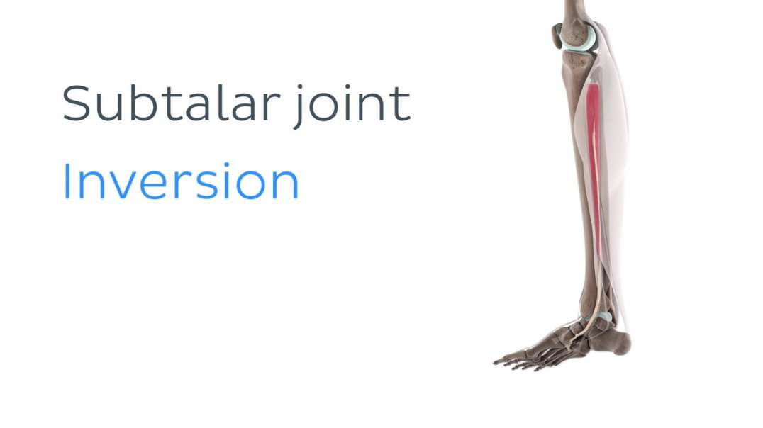 Functions of the tibialis posterior muscle