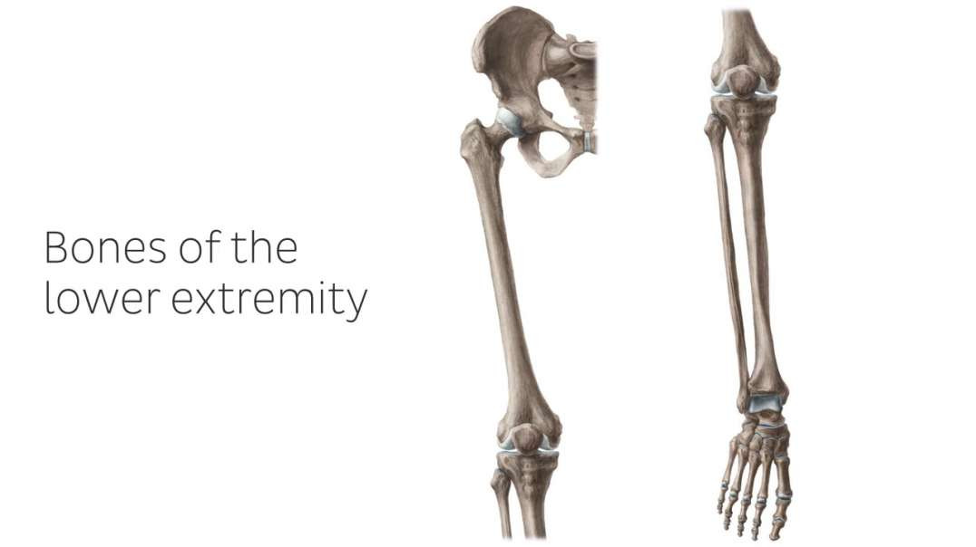 Bones of the lower extremity