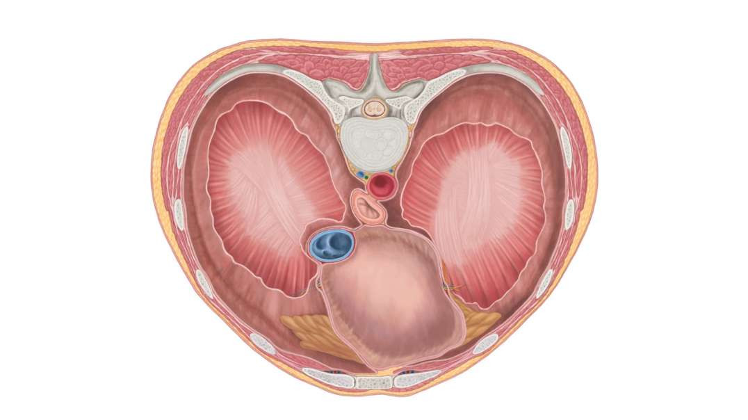 Thoracic surface of the diaphragm