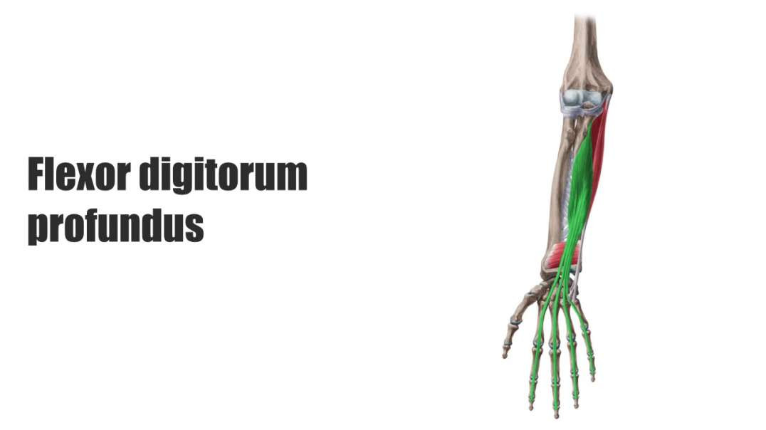 Flexor digitorum profundus