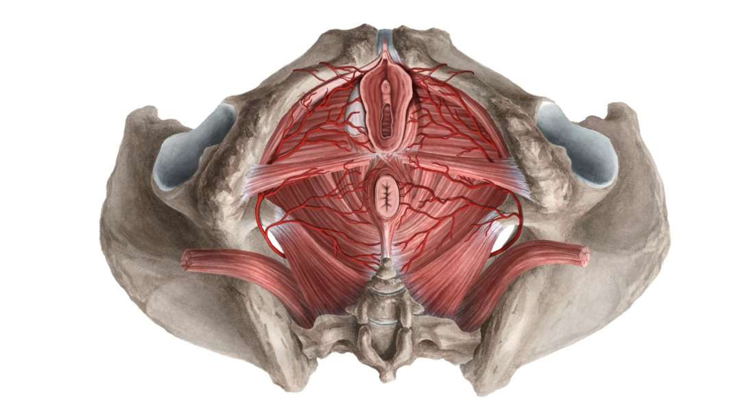 Neurovasculature of the female perineum