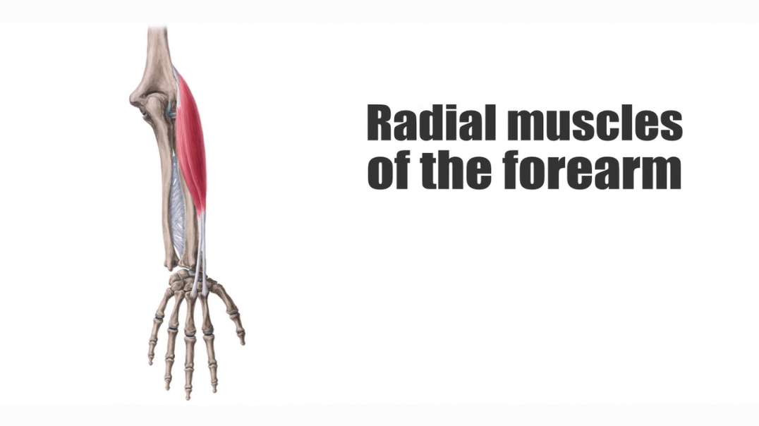 Radial Forearm Muscles