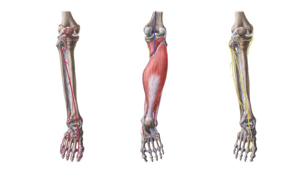 Neurovasculature of the lower leg and knee