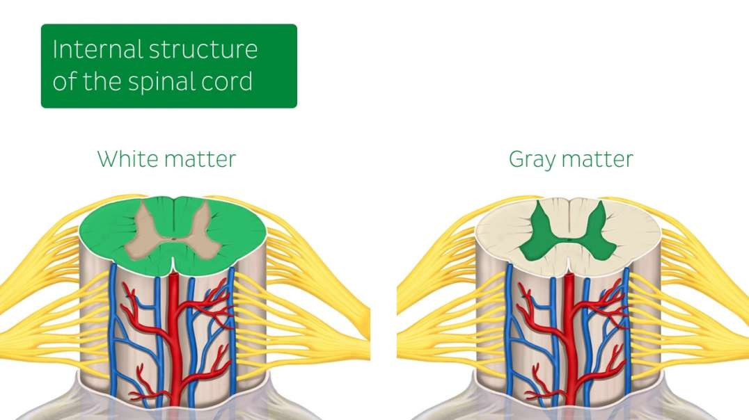 Spinal membranes and nerve roots