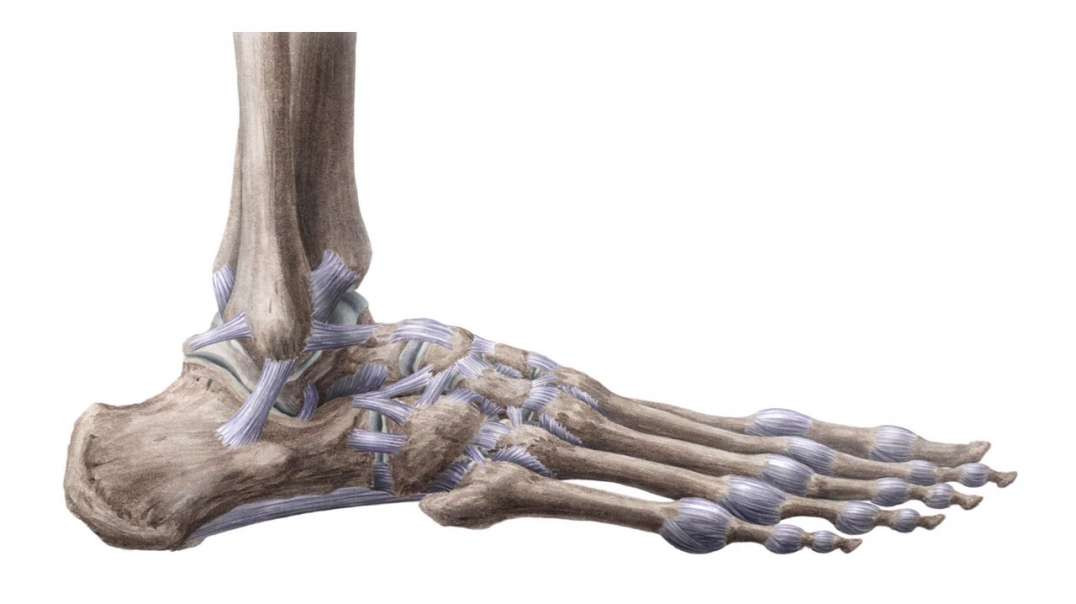 Bones and ligaments of the foot