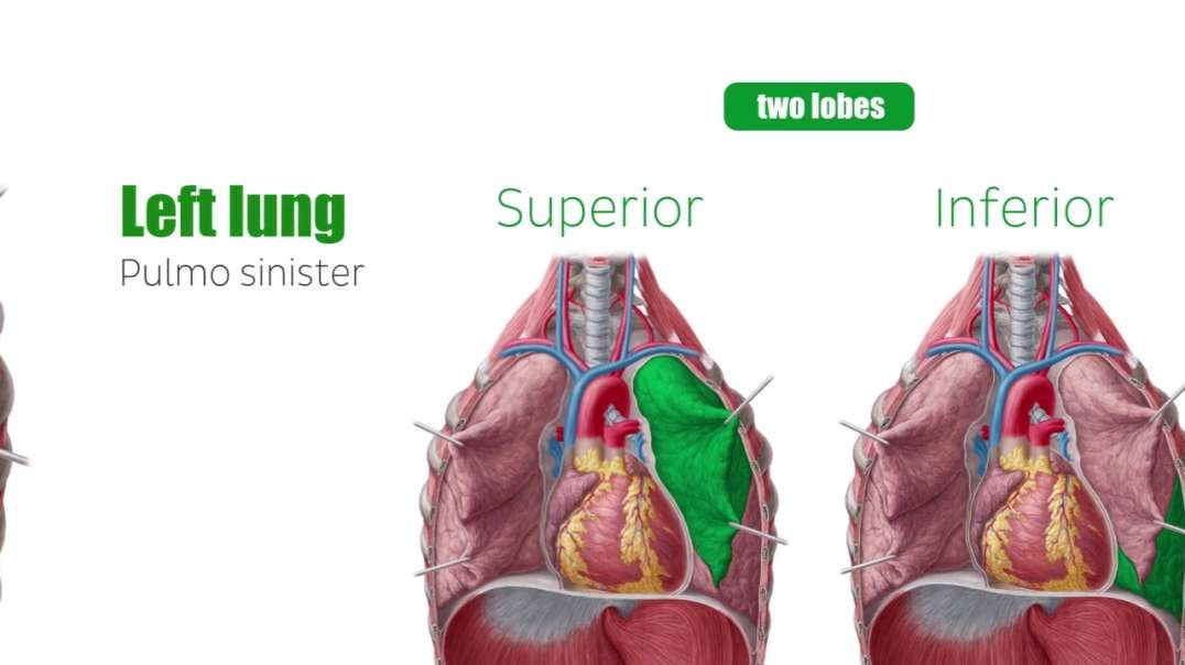 Lungs Kenhub-Lungs from