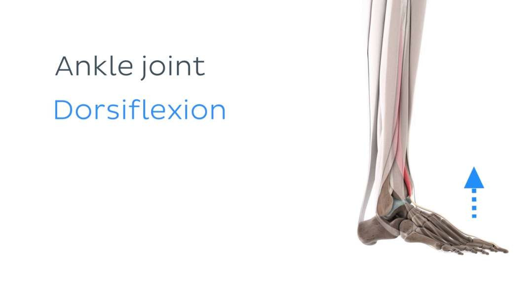 Functions of the extensor hallucis longus muscle