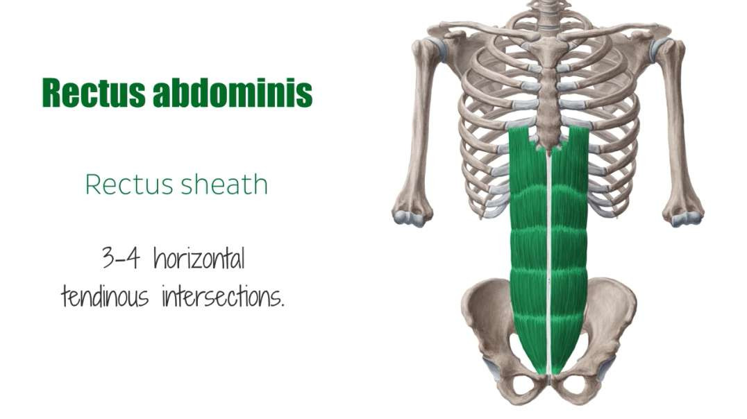 Muscles of the ventral trunk