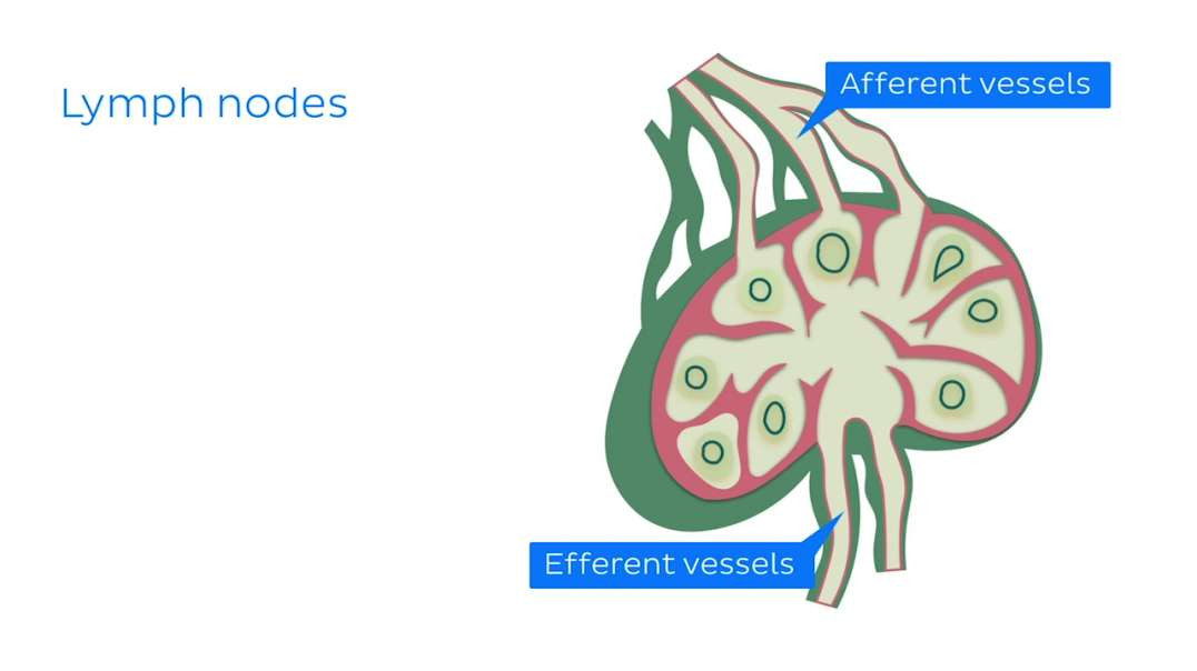 Introduction to lymph nodes