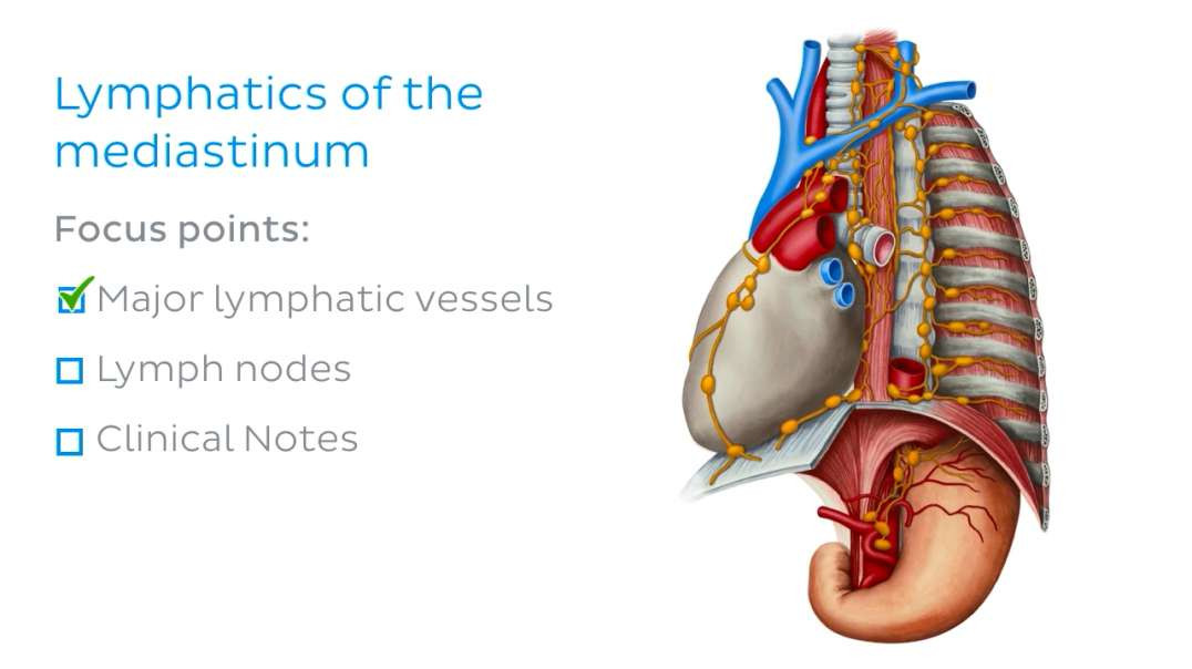 Lymphatics of the mediastinum