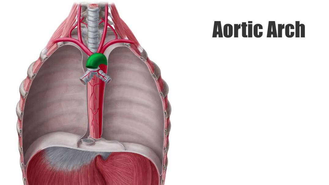 Aortic arch