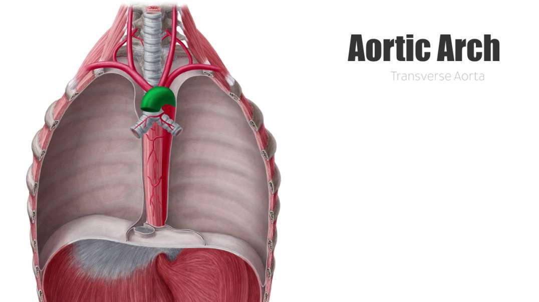 Aortic arch