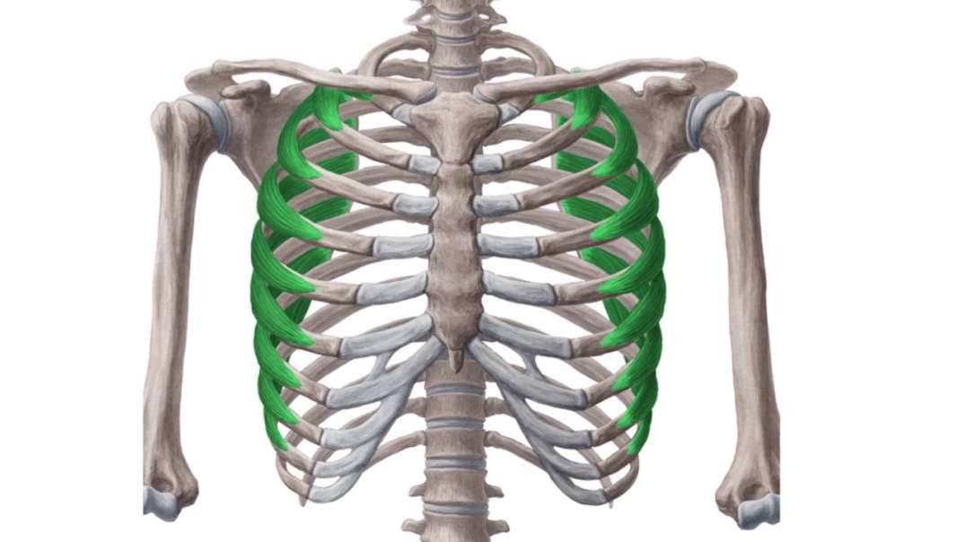 Serratus anterior muscle