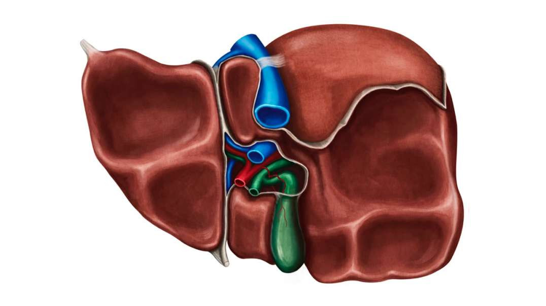Inferior view of the liver
