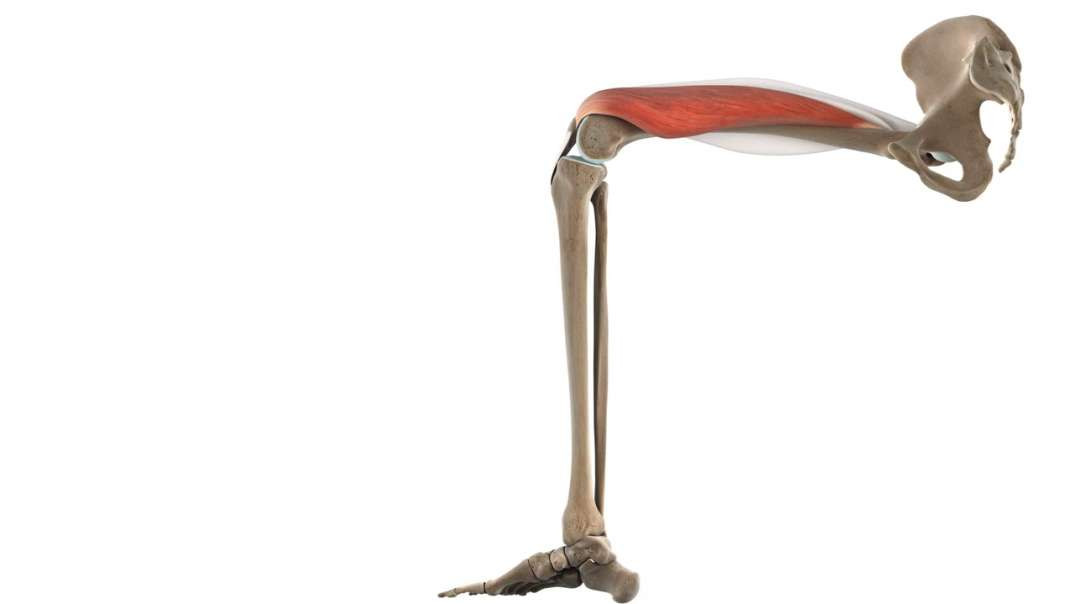 Functions of the vastus medialis muscle