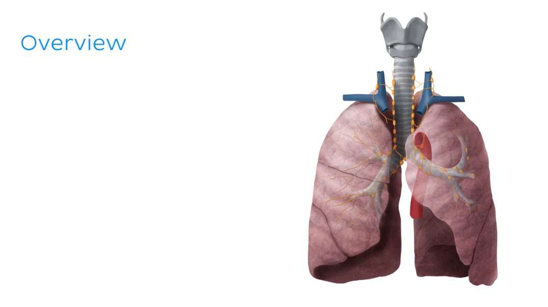 Lymphatics of the lungs