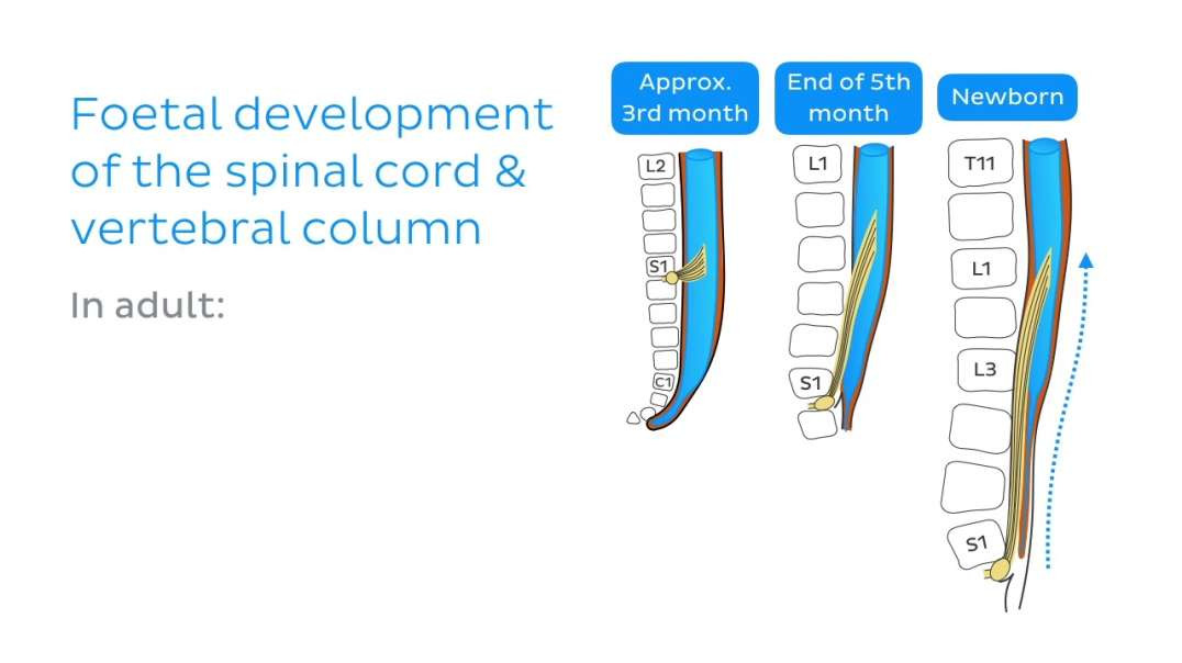 Vertebral column and spinal nerves