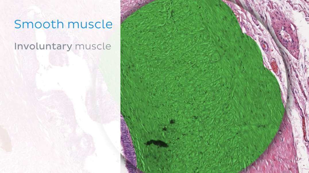 Smooth muscle