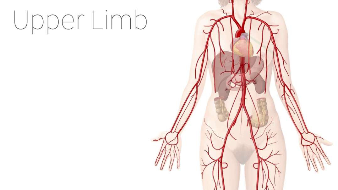 Arteries of the upper limb