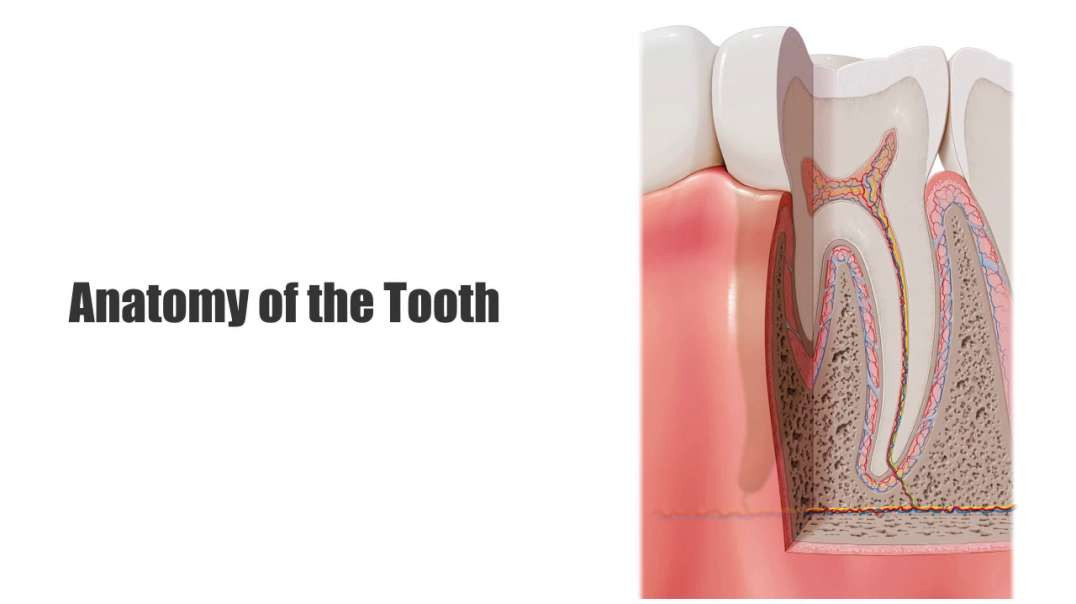 Anatomy of the tooth