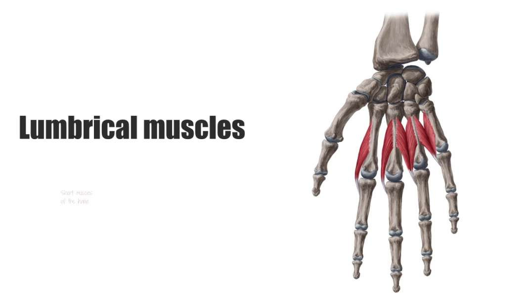 Lumbrical muscles of the hand