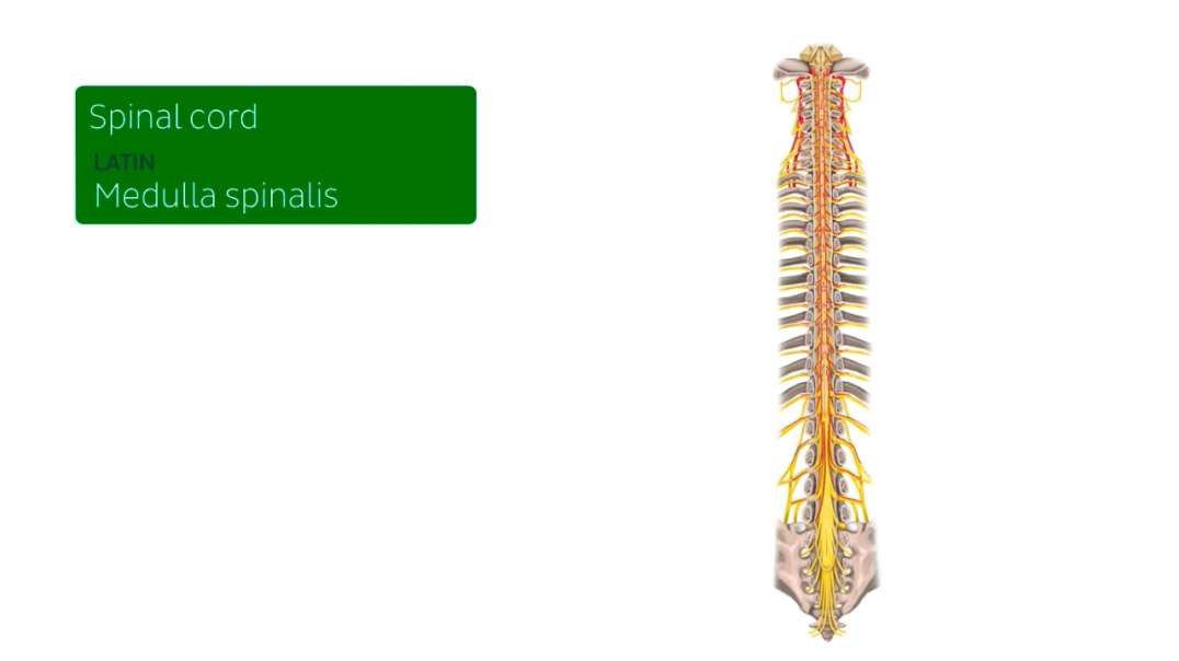 Spinal cord in situ