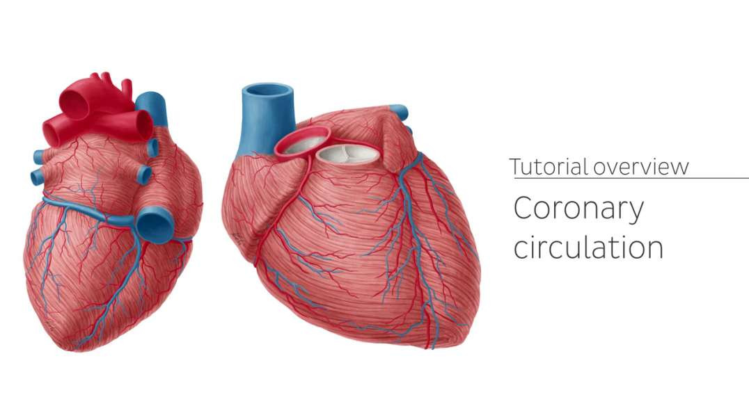 Coronary arteries and cardiac veins