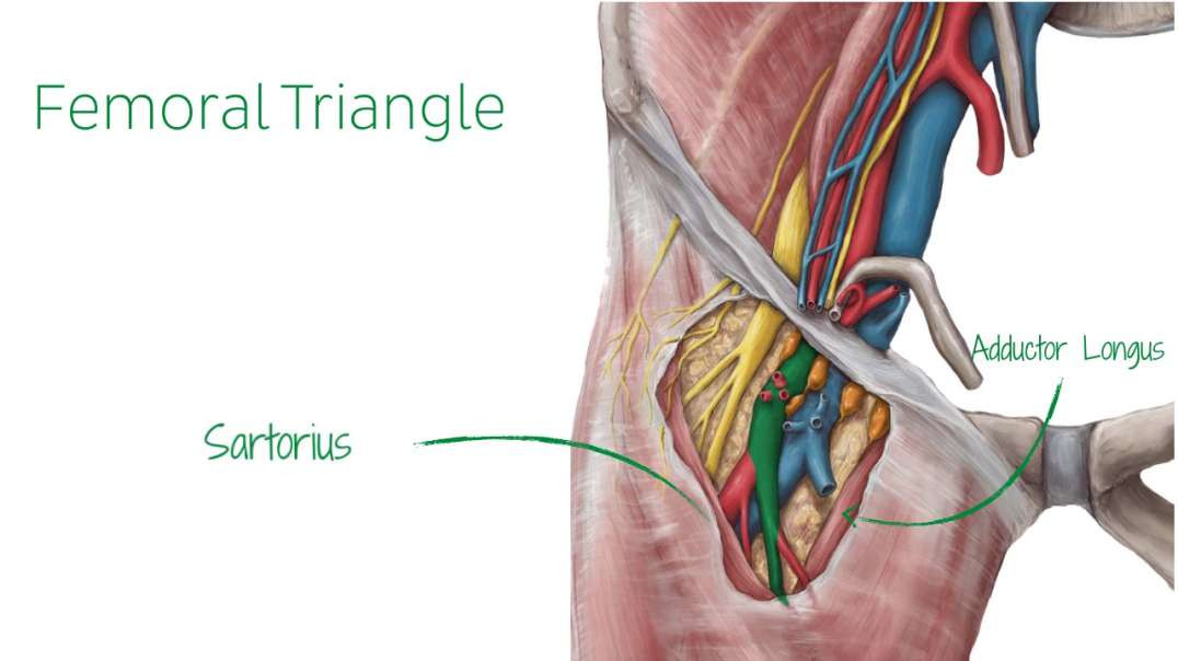 Femoral artery and its branche