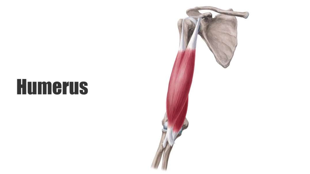 Functions of the arm muscles