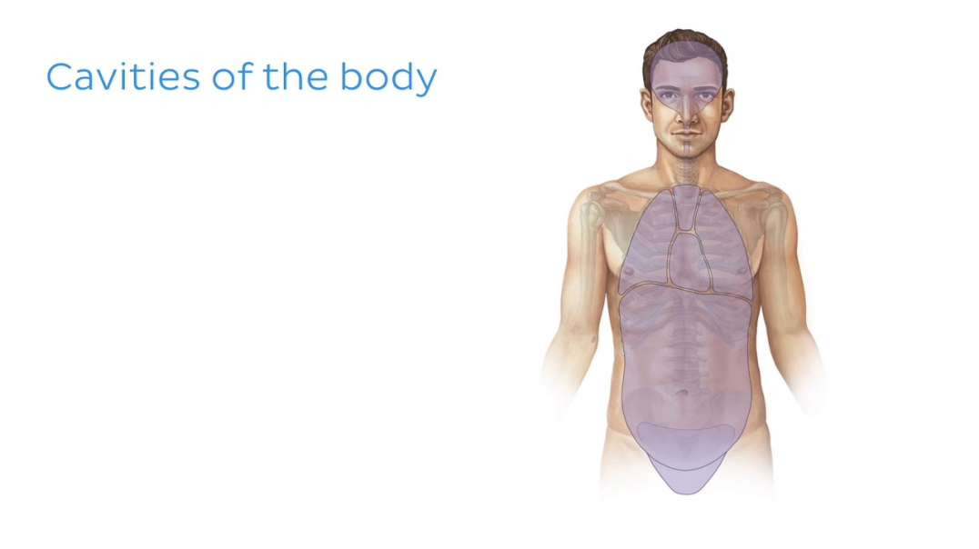 Cavities of the body