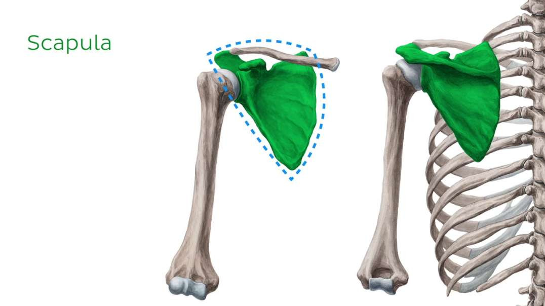 Shoulder Joint