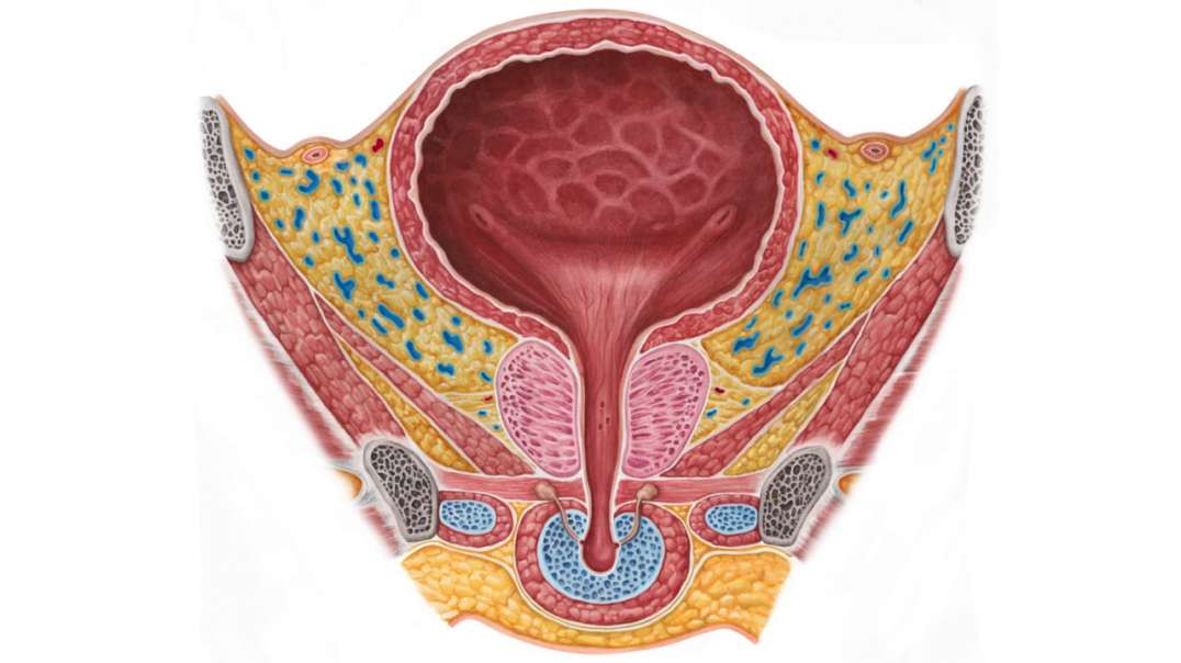 Male urinary bladder