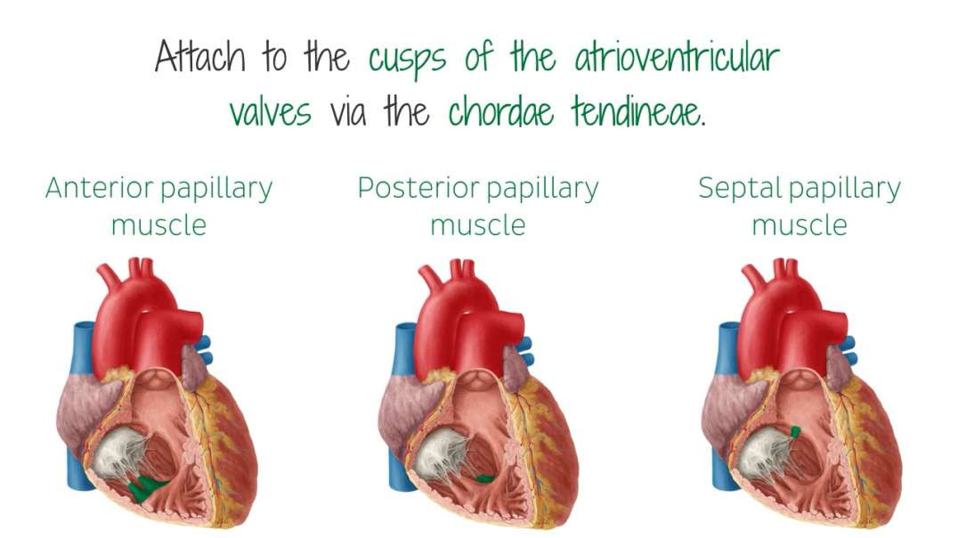 Right atrium and ventricle