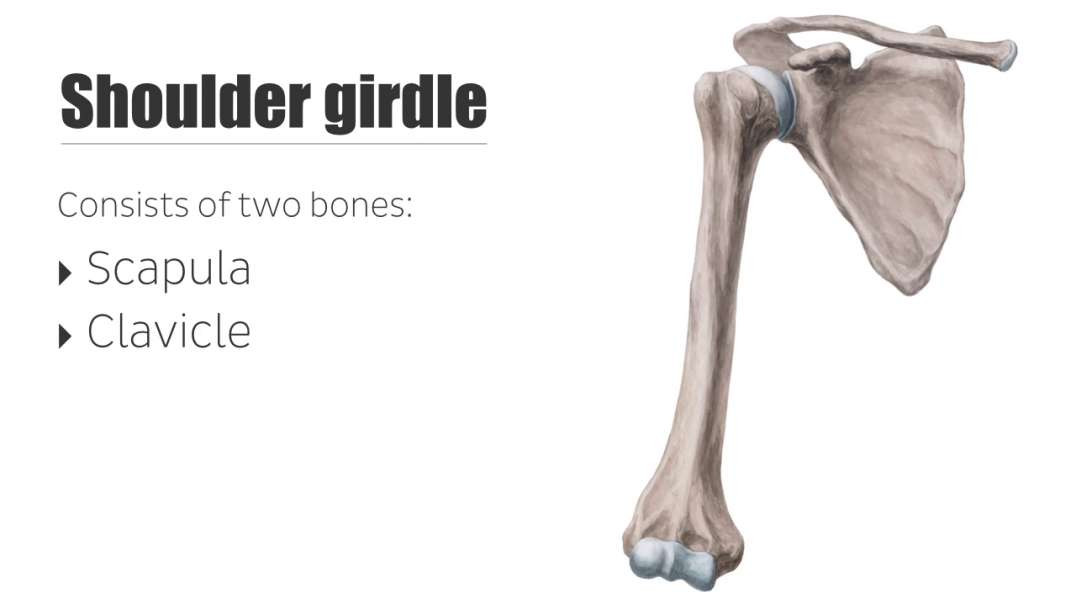 Shoulder girdle
