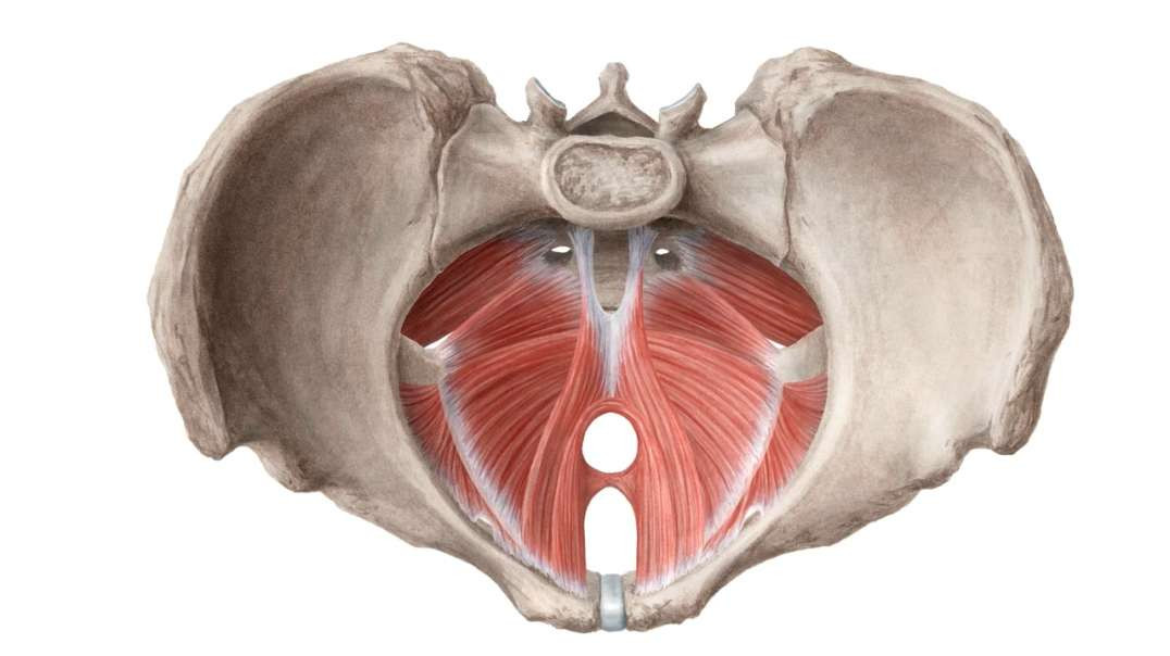 Muscles of the pelvic floor