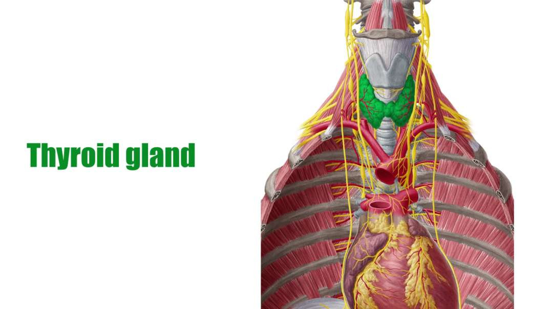 What is a gland