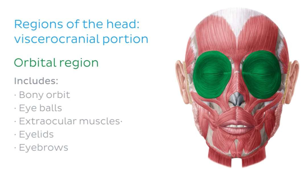 Surface anatomy of the head and neck