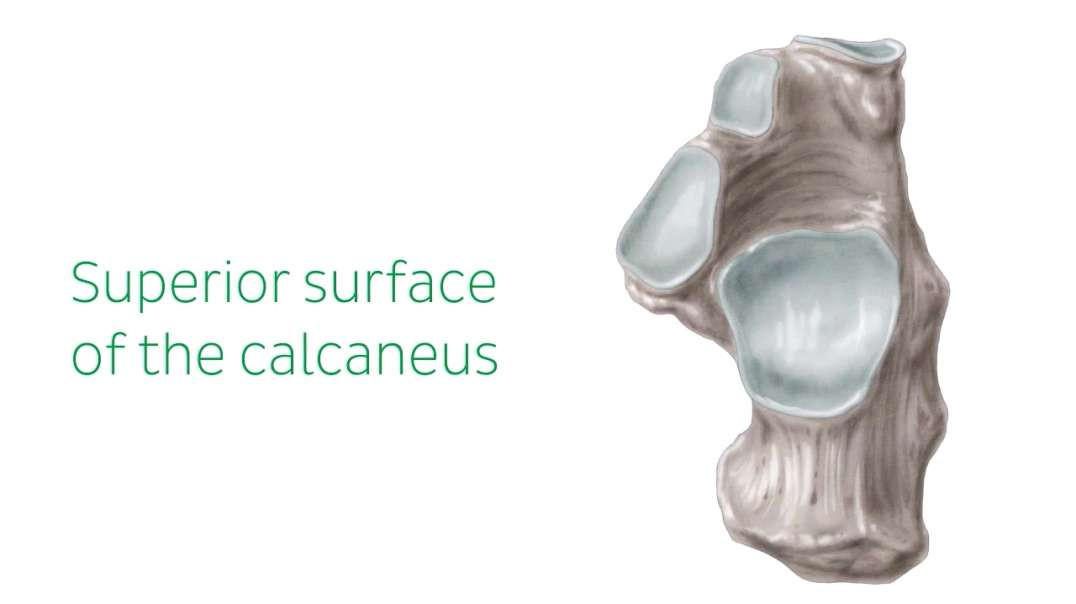 Calcaneus