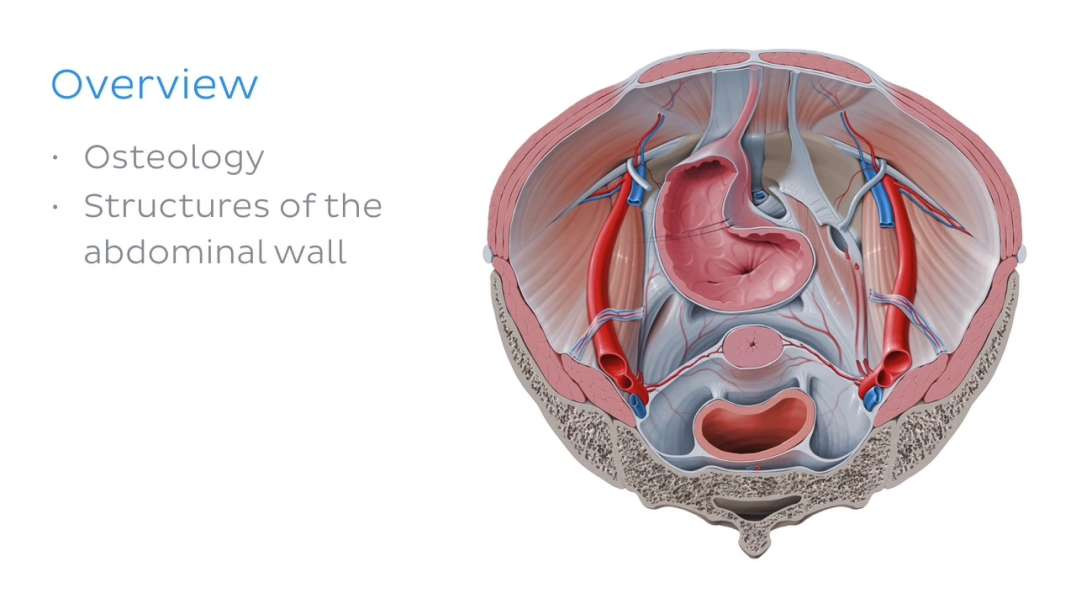 Superior view of the female pelvis