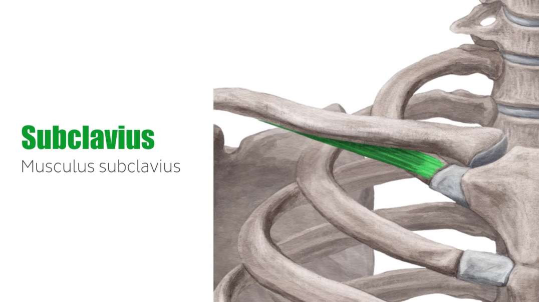 Subclavius