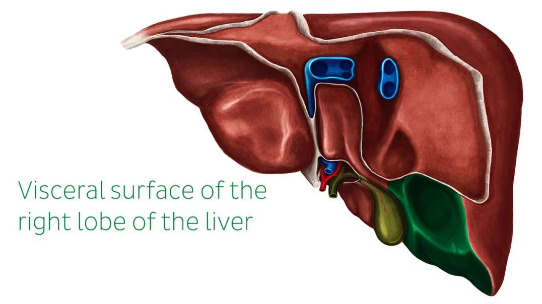 Posterior view of the liver