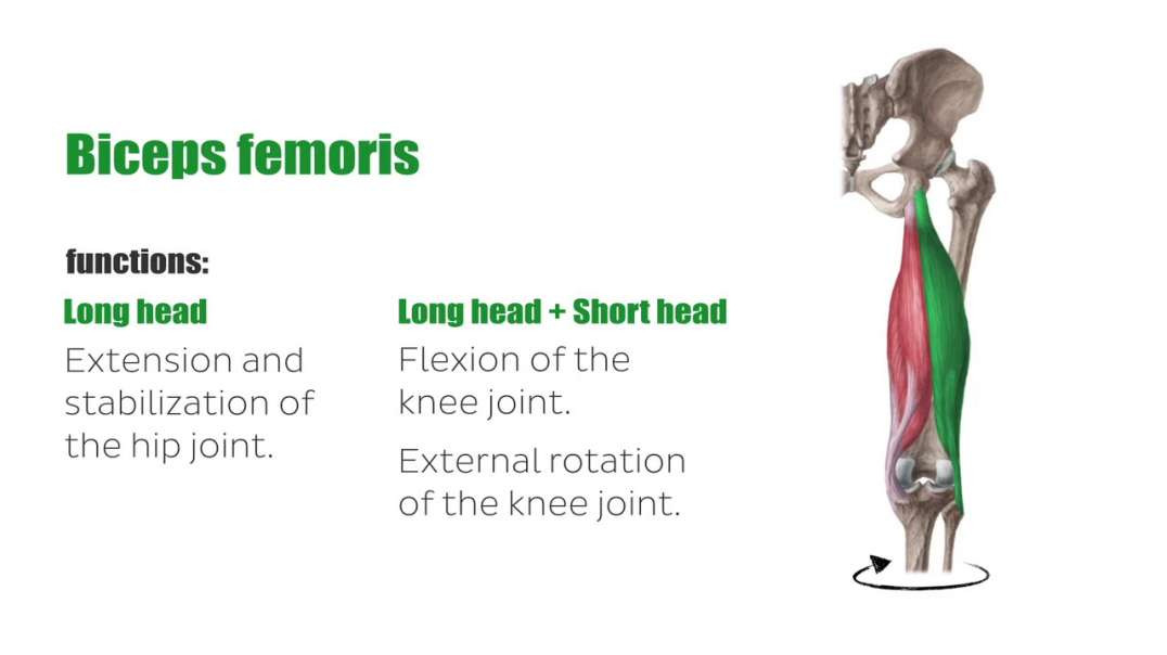 Posterior thigh muscles
