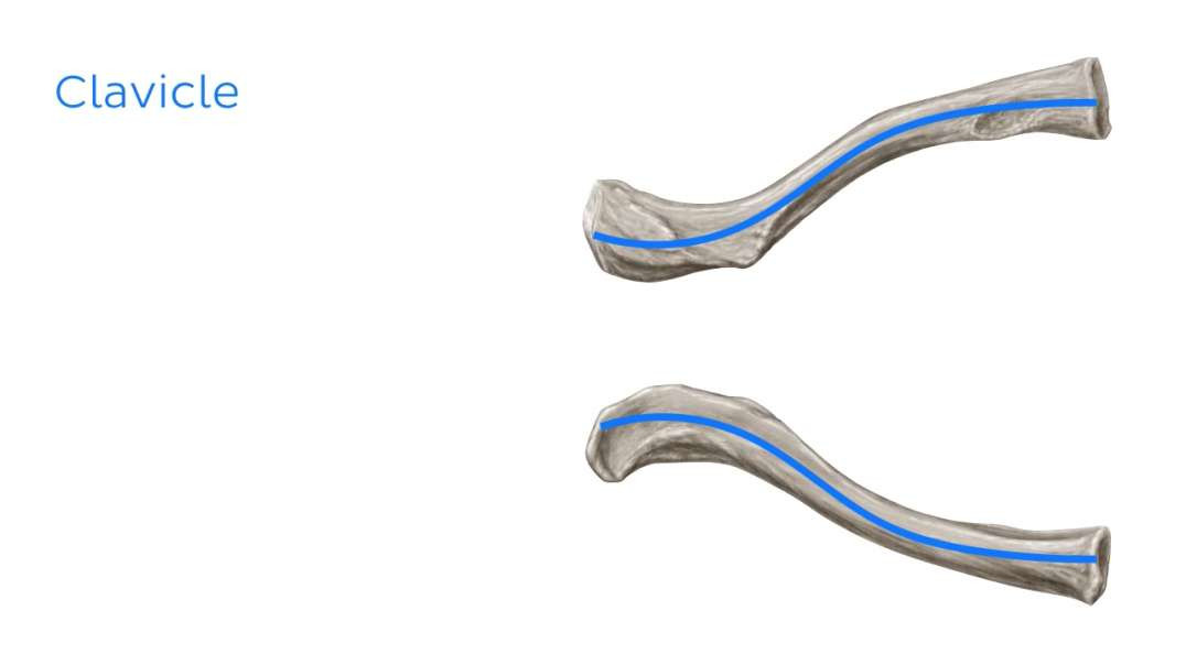 Clavicle