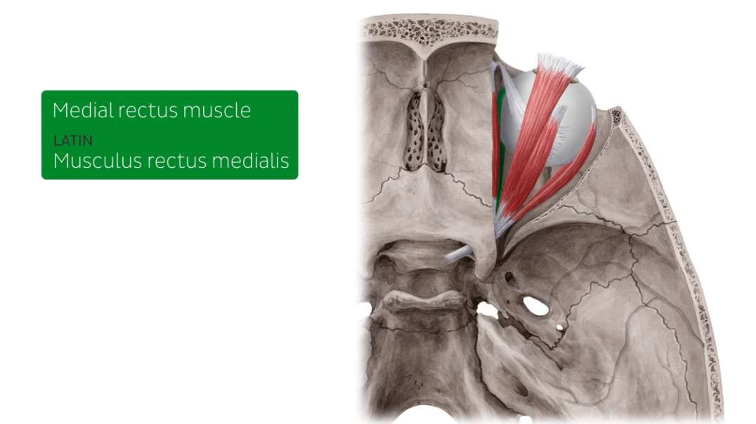 Medial rectus muscle