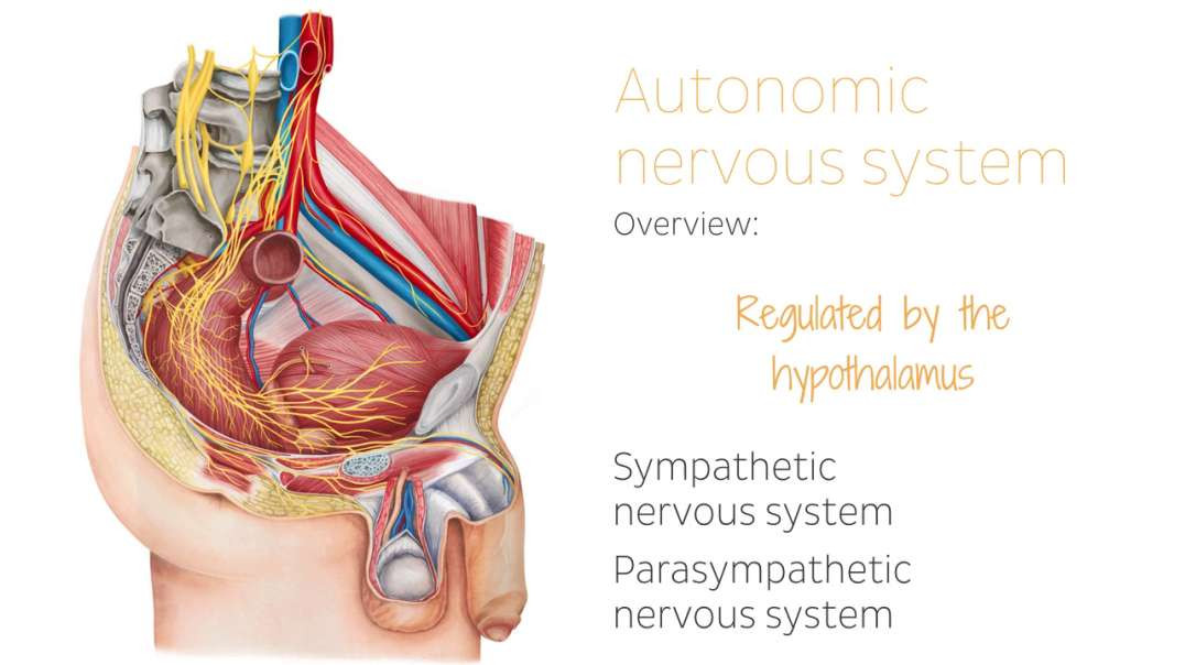 Nerves of male pelvis