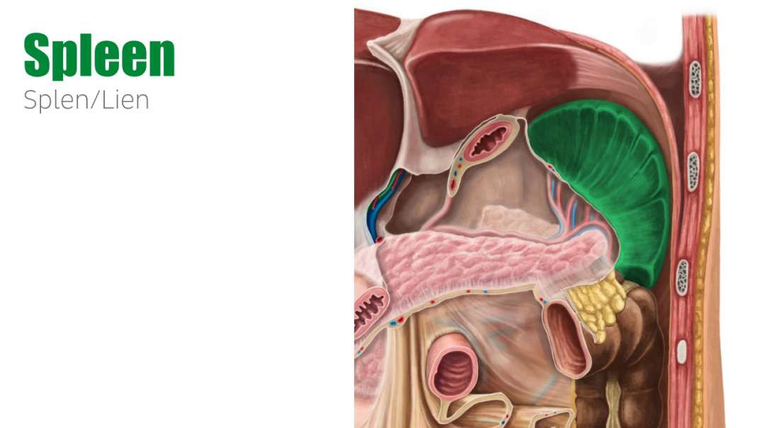Spleen