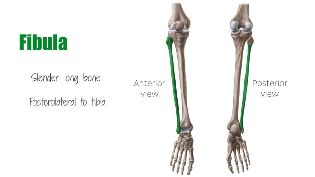 Fibula