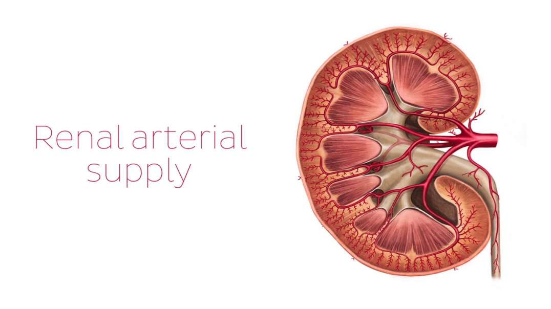 Renal arteries