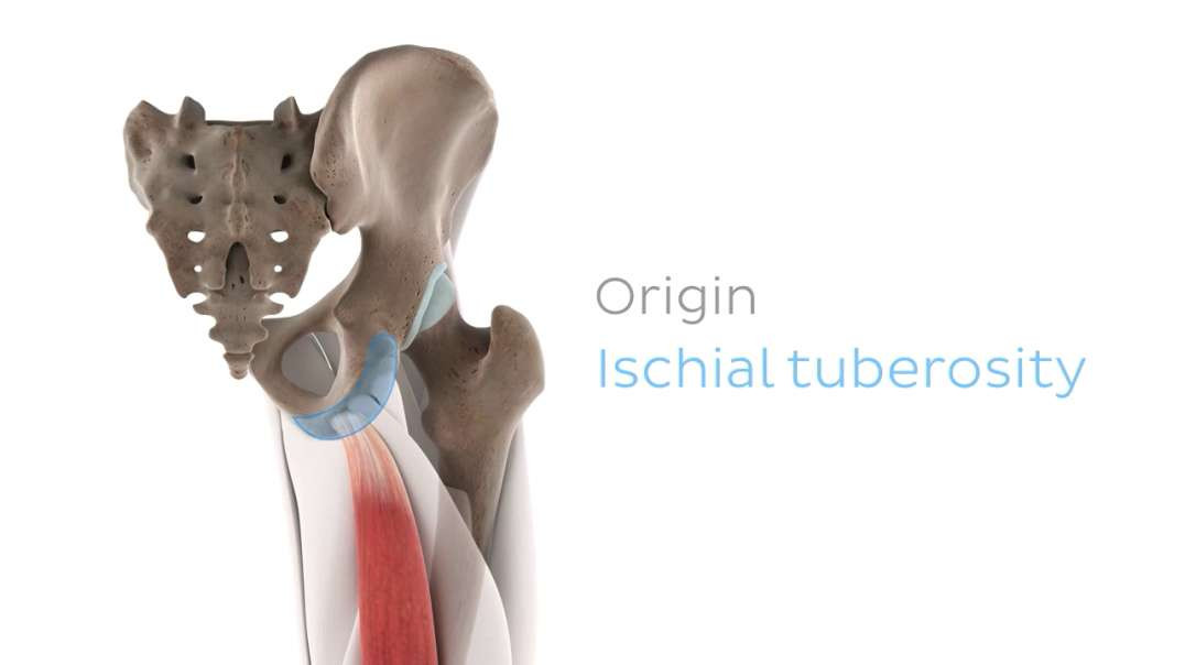 Functions of the semitendinosus muscle