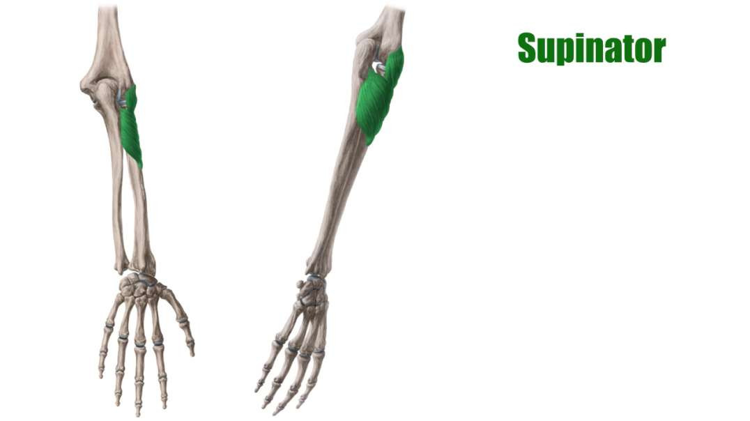 Deep extensors of the forearm